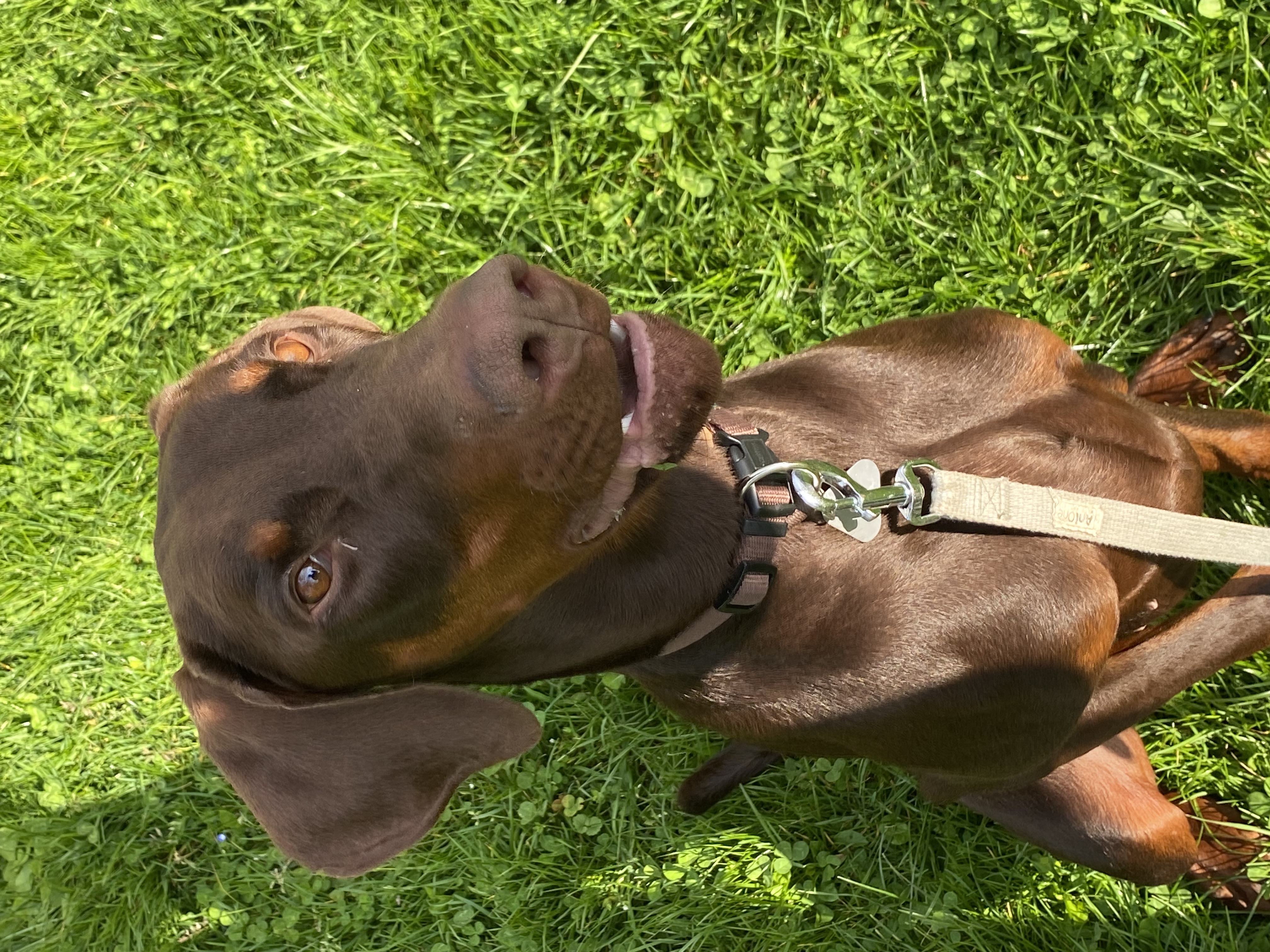 Dobermann Rüde gebraucht kaufen in Neckargemünd