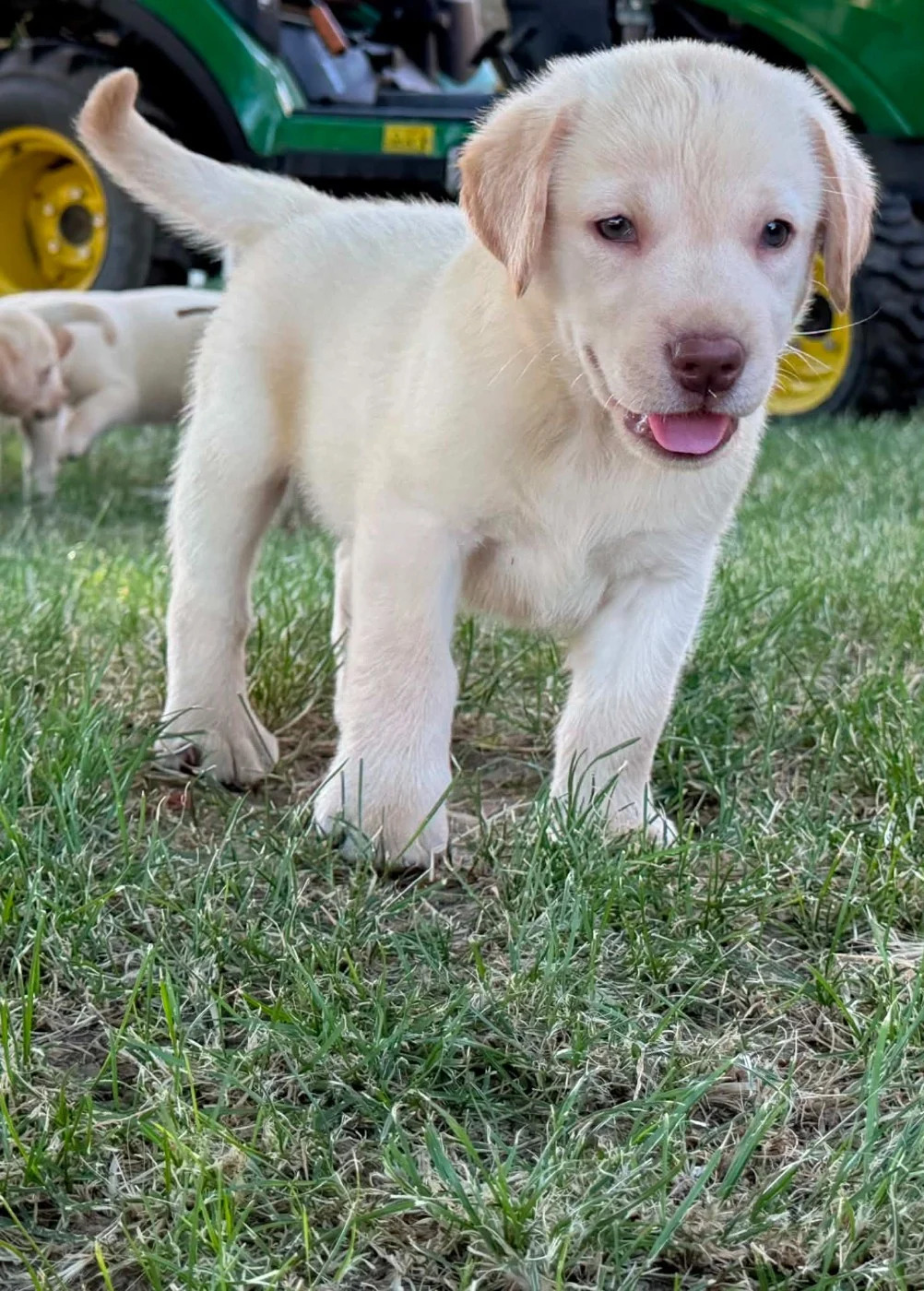 Wunderschöner Labrador Retriever – Vorschaubild 3