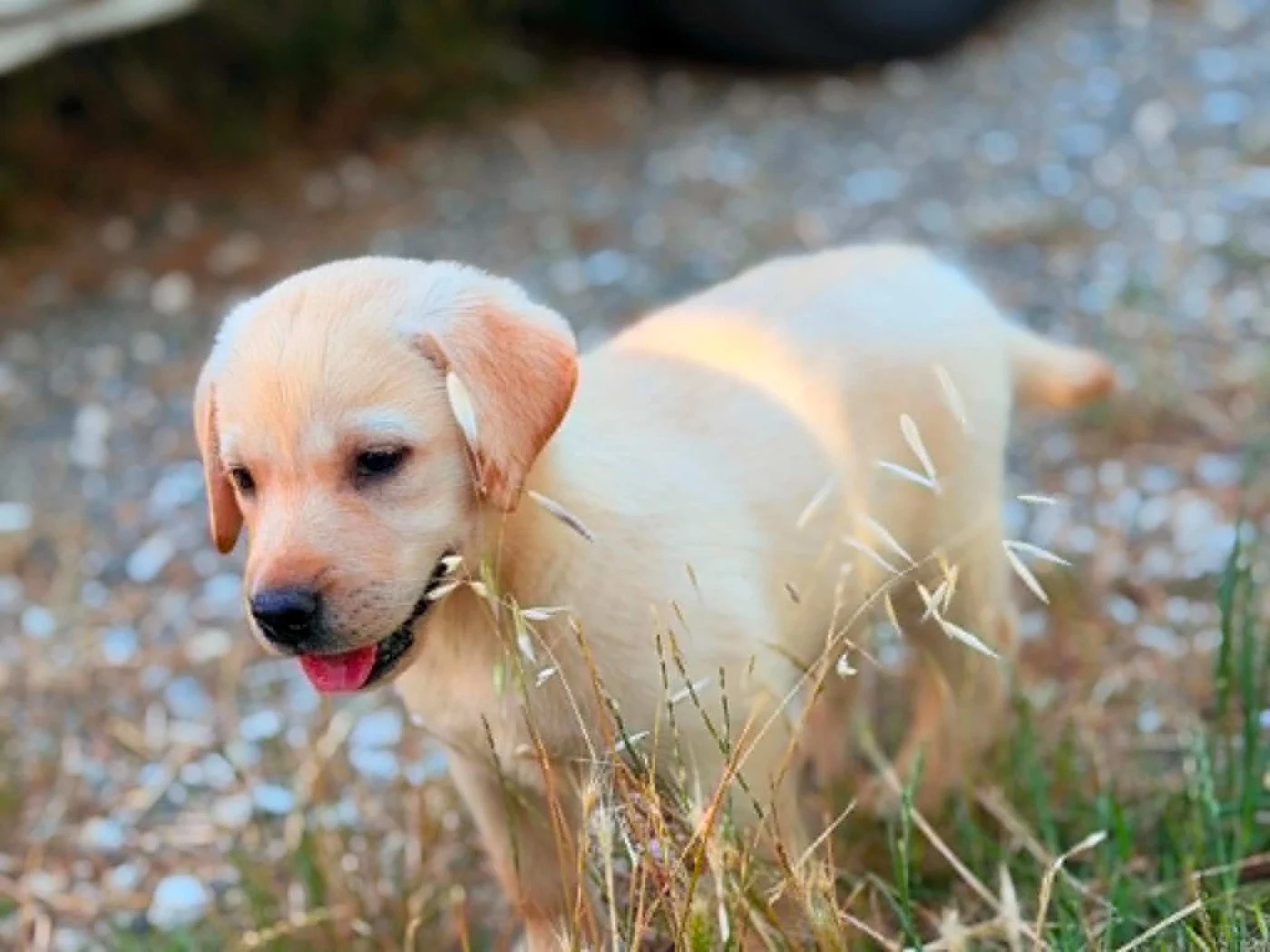 Wunderschöner Labrador Retriever gebraucht kaufen in Ludwigsfelde