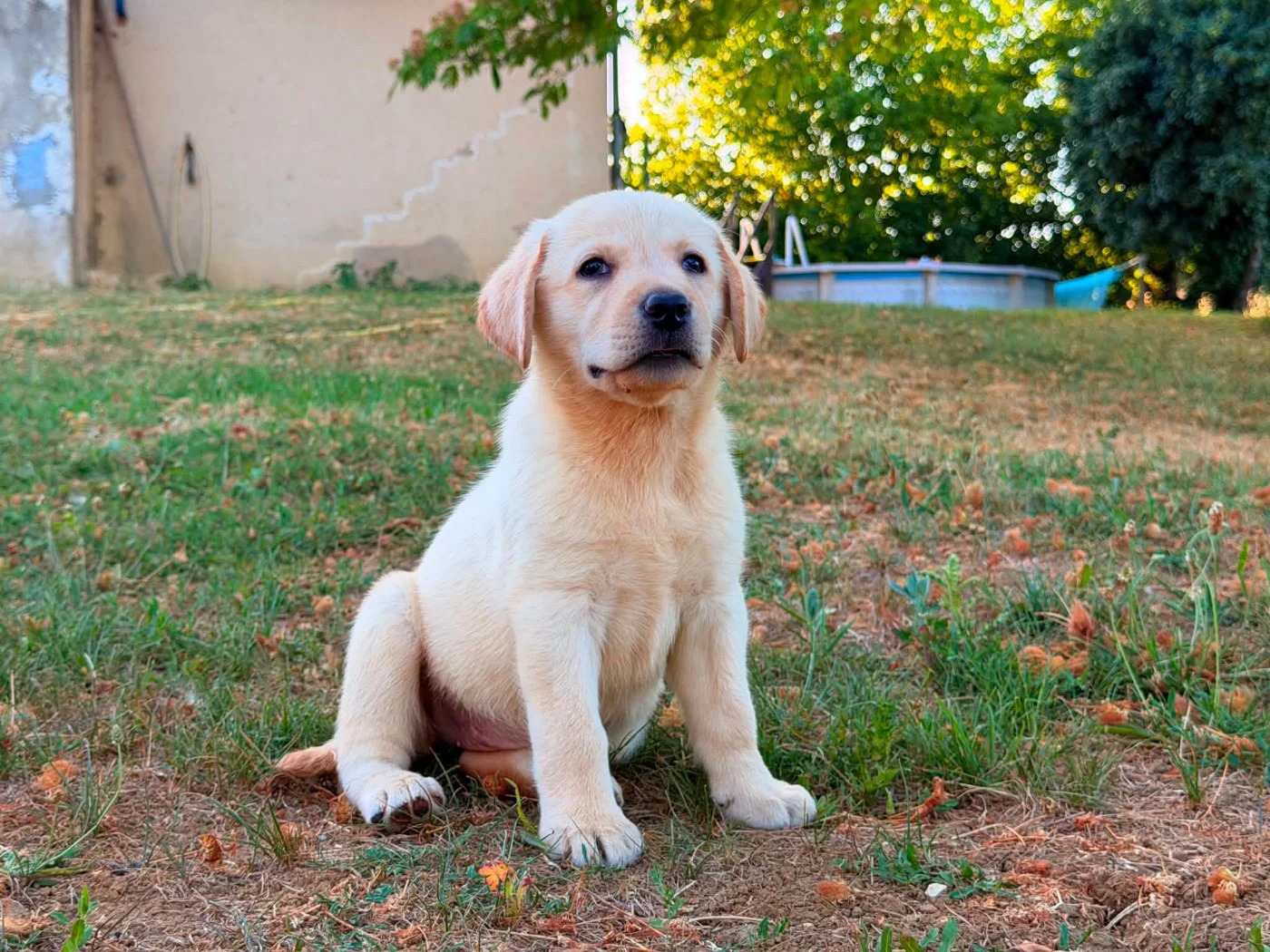 Wunderschöner Labrador Retriever – Vorschaubild 2